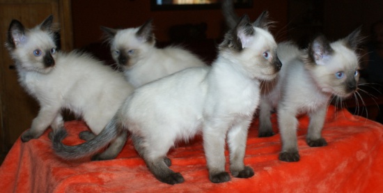 kocięta ragdoll